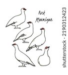 Vector card with hand drawn group of white rock ptarmigans. Ink drawing, decorative graphic style. Beautiful animal design elements, northern destinations travel poster