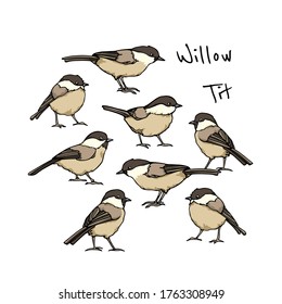 Vector card with hand drawn group of cute Willow Tits. Ink drawing, beautiful animal design elements. Logo template