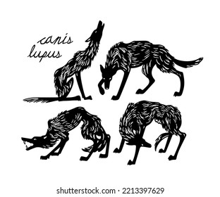 Tarjeta vectorial con grupo de lobos flacos divertidos dibujado a mano. Dibujo de tinta, estilo gráfico. Bellos elementos de diseño de naturaleza salvaje, graciosa ilustración