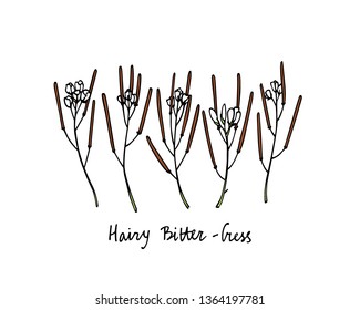 Vector card with hand drawn hairy bitter-cross. Beautiful floral design elements, ink drawing