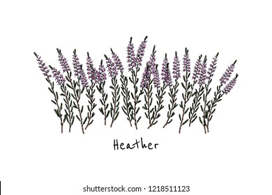 Vector card with hand drawn heather twigs. Beautiful floral design elements