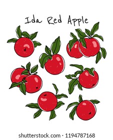 Vector card with hand drawn Ida Red apples. Beautiful food design elements. Ink drawing