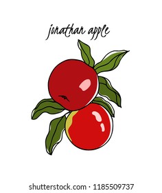 Vector card with hand drawn Jonathan apple twig. Beautiful food design elements. Ink drawing
