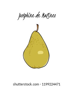 Vector card with hand drawn Josephine de Malines pear. Beautiful food design elements. Ink drawing