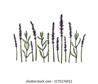 Vector card with hand drawn lavender branches. Ink drawing, graphic style, beautiful design elements