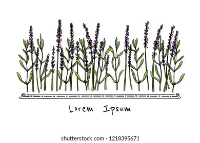Vector card with hand drawn lavender leaves and flowers. Delicate and romantic floral design elements. 