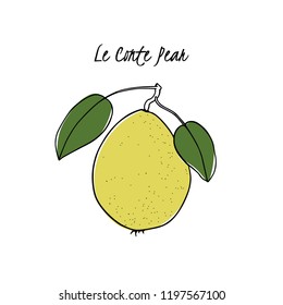 Vector card with hand drawn Le Conte pear. Beautiful food design elements. Ink drawing