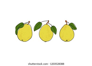 Vector card with hand drawn Le Conte pears. Beautiful food design elements. Ink drawing