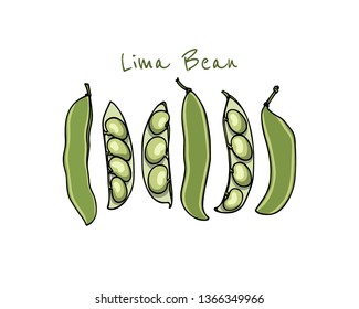 Vector card with hand drawn lima bean pods. Beautiful food design elements, ink drawing