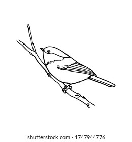 Vector card with hand drawn little bird on a tree branch. Ink drawing, beautiful animal design elements. Logo template