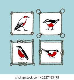 Vector card with hand drawn little birds with red breast in nautical rope frames made with ink. Perfect animal and Christmas design elements.