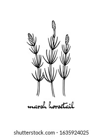 Vector card with hand drawn Marsh horsetail stems. Beautiful floral design elements, ink drawing. Logo template