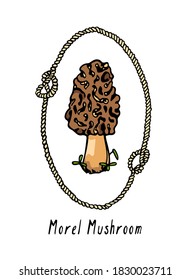 Vector card with hand drawn morel mushroom in vintage rope frame. Ink drawing, graphic style. Beautiful food and forest design elements.