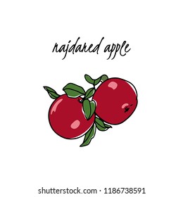 Vector card with hand drawn Najdared apple. Beautiful food design elements. Ink drawing