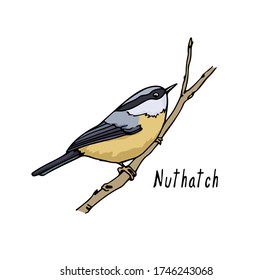 Vector card with hand drawn Nuthatch on a tree branch. Ink drawing, beautiful animal design elements. Logo template