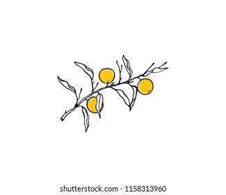 Vector card with hand drawn orange tree branch. Ink drawing, graphic style, beautiful design elements