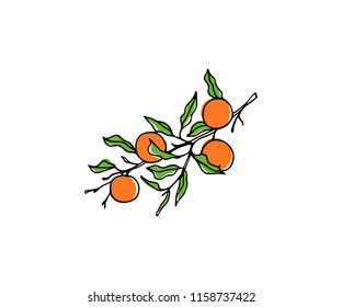 Vector card with hand drawn orange tree branch. Ink drawing, graphic style, beautiful design elements