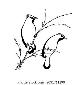 Vector card with hand drawn pair of cute Waxwings sitting on tree branches. Ink drawing, graphic style. Beautiful animal design elements.