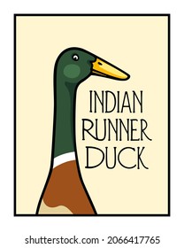 Vector card with hand drawn portrait of a cute Mallard Indian Runner duck. Ink drawing, graphic style. Beautiful farm products design elements.