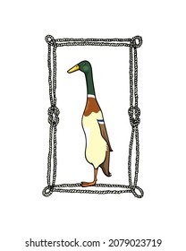 Vector card with hand drawn portrait of a cute Mallard Indian Runner duck in nautical rope frame. Ink drawing, graphic style. Beautiful farm products design elements. svg