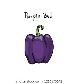 Vector card with hand drawn purple bell pepper. Ink drawing, graphic style, beautiful design element