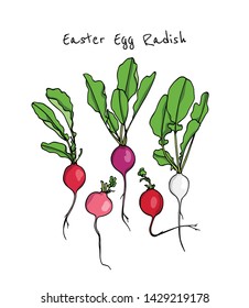 Vector Card With Hand Drawn Raw Easter Egg Radish. Beautiful Food Design Elements, Ink Drawing