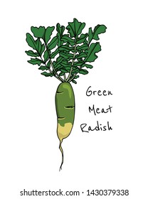 Vector card with hand drawn raw Green Meat radish. Beautiful food design elements, ink drawing