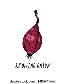 Vector card with hand drawn Redwing onion bulb. Beautiful food design elements, ink drawing