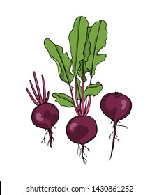 Vector card with hand drawn ripe beetroot. Beautiful food design elements, ink drawing