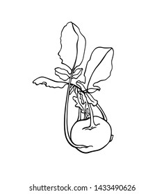 Vector card with hand drawn ripe kohlrabi. Beautiful food design elements, ink drawing