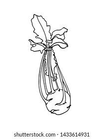 Vector card with hand drawn ripe kohlrabi. Beautiful food design elements, ink drawing