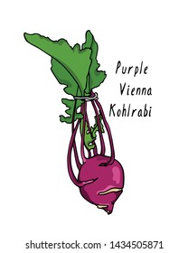 Vector card with hand drawn ripe Purple Vienna kohlrabi. Beautiful food design elements, ink drawing