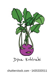 Vector card with hand drawn ripe Dyna kohlrabi. Beautiful food design elements, ink drawing