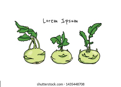 Vector card with hand drawn ripe kohlrabi. Beautiful food design elements, ink drawing