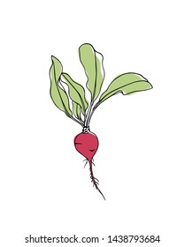 Vector card with hand drawn ripe beetroot. Beautiful food design elements, ink drawing