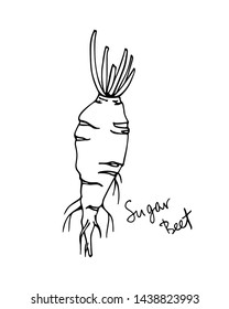 Vector card with hand drawn ripe Sugar beet. Beautiful food design elements, ink drawing