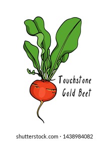 Vector card with hand drawn ripe Touchstone Gold beet. Beautiful food design elements, ink drawing