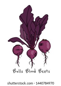 Vector card with hand drawn ripe Bull's Blood beets. Beautiful food design elements, ink drawing