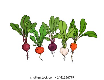 Vector card with hand drawn ripe colorful beets. Beautiful food design elements, ink drawing