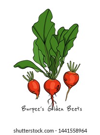 Vector card with hand drawn ripe Burpee's Golden beets. Beautiful food design elements, ink drawing