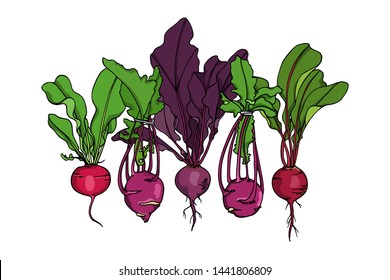 Vector card with hand drawn ripe beets and purple kohlrabi. Beautiful food design elements, ink drawing