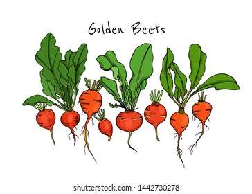 Vector card with hand drawn ripe golden beet variety. Beautiful food design elements, ink drawing