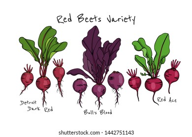Vector card with hand drawn ripe red beets variety. Beautiful food design elements, ink drawing