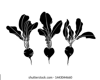 Vector card with hand drawn ripe beets. Beautiful food design elements, ink drawing,  linocut style