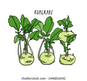 Vector card with hand drawn ripe kohlrabi. Beautiful food design elements, ink drawing