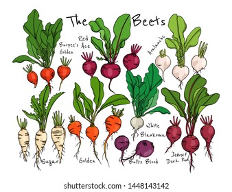 Vector card with hand drawn ripe beet varieties. Beautiful food design elements, ink drawing