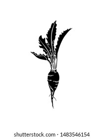 Vector card with hand drawn ripe sugar beetroot. Beautiful food design elements, ink drawing,  linocut style