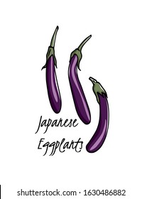 Vector card with hand drawn ripe Japanese eggplants. Cool vegetable print, beautiful food design elements.