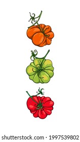 Vector card with hand drawn ripe colorful heirloom tomatoes on green branches. Beautiful food design elements, perfect for food related industry