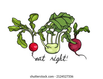 Tarjeta vectorial con verduras maduras dibujadas a mano: kohlrabi verde, rábano rojo y remolacha. Dibujo de tinta, estilo gráfico. Hermosos elementos de diseño de alimentos sanos o vegetarianos